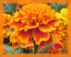 Beach Marigold Flower Essence - Nature's Remedies