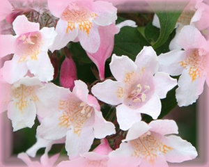 Beauty Bush Flower Essence - Nature's Remedies