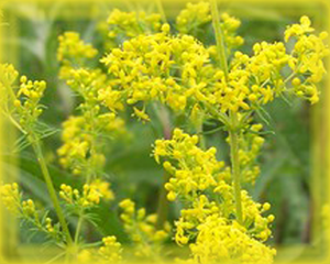 Bedstraw Flower Essence - Nature's Remedies