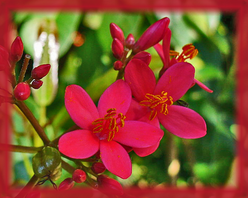 Big Root Jatropha Flower Essence - Nature's Remedies