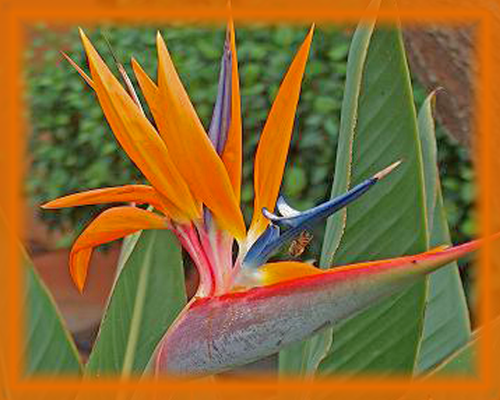 Bird of Paradise Flower Essence - Nature's Remedies