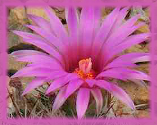 Bisbee Beehive Cactus Flower Essence - Nature's Remedies