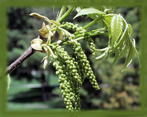 Bitternut Hickory Flower Essence - Nature's Remedies