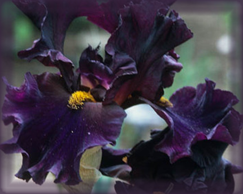 Black Bearded Iris Flower Essence - Nature's Remedies