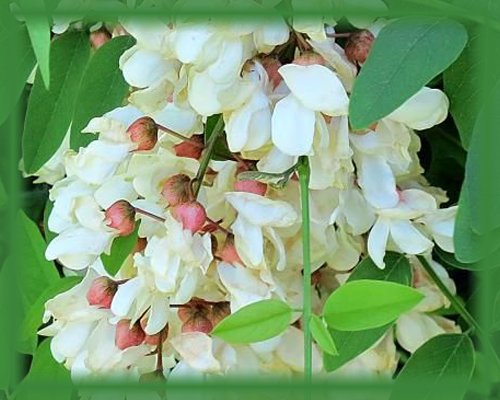 Black Locust Flower Essence - Nature's Remedies