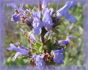 Black Sage Flower Essence - Nature's Remedies