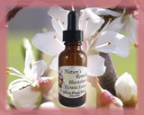 Blackthorn Flower Essence - Nature's Remedies