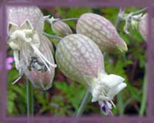 Bladder Campion Flower Essence - Nature's Remedies