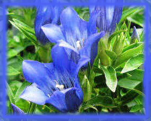 Blue Gentian Flower Essence - Nature's Remedies
