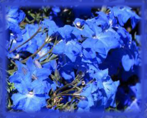 Blue Leschenaultia Flower Essence - Nature's Remedies