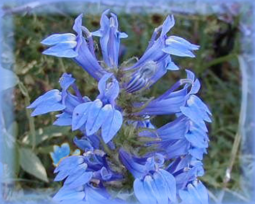 Blue Lobelia Flower Essence - Nature's Remedies