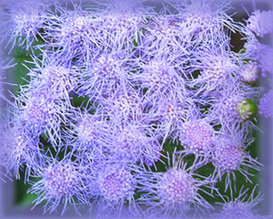 Blue Mist Flower Essence - Nature's Remedies