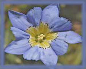 Blue Pentangle Flower Essence - Nature's Remedies
