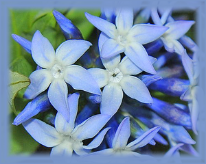 Blue Star Flower Essence - Nature's Remedies
