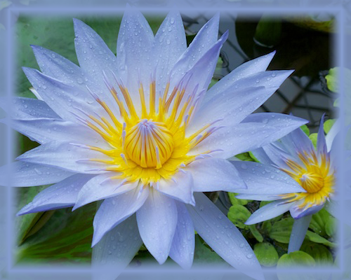 Blue Water Lily Flower Essence - Nature's Remedies