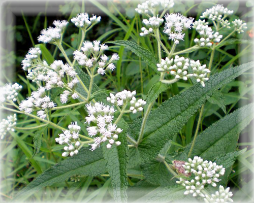 Boneset Flower Essence - Nature's Remedies