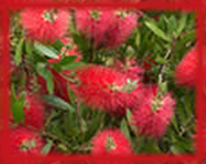 Bottlebrush Flower Essence - Nature's Remedies