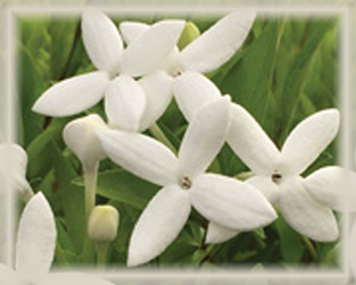 Bouvardia Flower Essence - Nature's Remedies