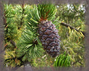 Bristlecone Pine Flower Essence - Nature's Remedies