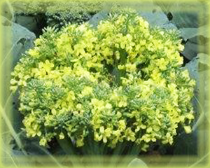 Broccoli Flower Essence - Nature's Remedies