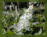 Bugbane Flower Essence - Nature's Remedies