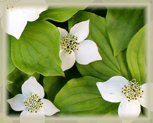 Bunchberry Flower Essence - Nature's Remedies
