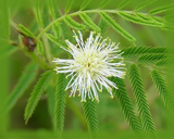 Bundleflower Flower Essence - Nature's Remedies