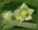 Bur Cucumber Flower Essence - Nature's Remedies