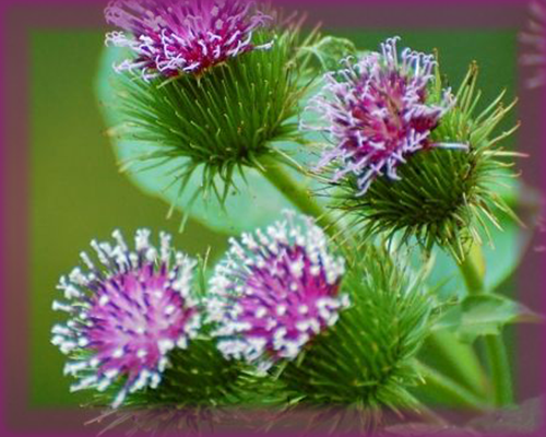 Burdock Flower Essence - Nature's Remedies