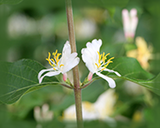Bush Honeysuckle Flower Essence - Nature's Remedies