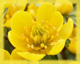 Buttercup Flower Essence - Nature's Remedies