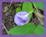 Butterfly Pea Flower Essence - Nature's Remedies