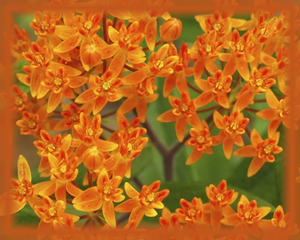 Butterfly Weed Flower Essence - Nature's Remedies