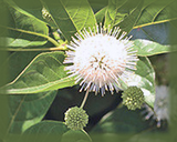Button Bush Flower Essence - Nature's Remedies