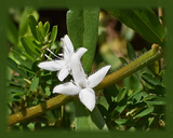 Buttonweed Flower Essence - Nature's Remedies