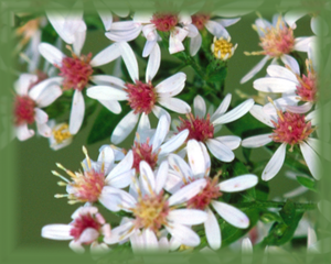Calico Aster Flower Essence - Nature's Remedies