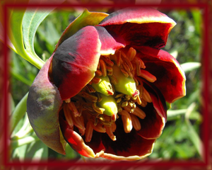 California Peony Flower Essence - Nature's Remedies