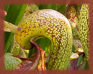California Pitcher Plant Flower Essence - Nature's Remedies