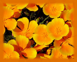 California Poppy Flower Essence - Nature's Remedies