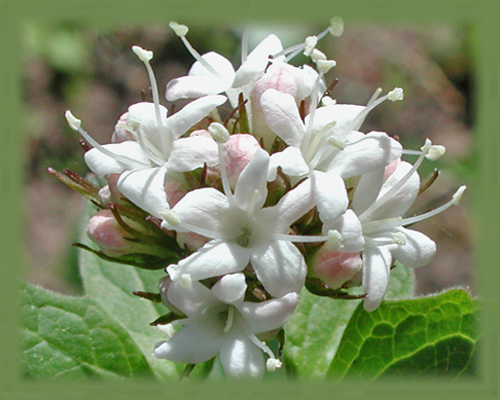 California Valerian Flower Essence - Nature's Remedies