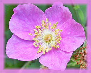 California Wild Rose Flower Essence - Nature's Remedies