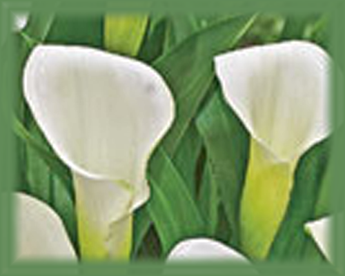 Calla Lily Flower Essence - Nature's Remedies