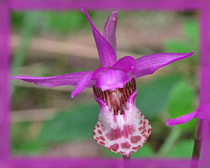 Calypso Orchid Flower Essence - Nature's Remedies