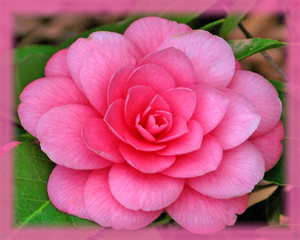 Camellia Flower Essence - Nature's Remedies