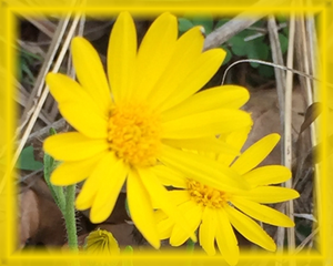 Camphorweed Flower Essence - Nature's Remedies