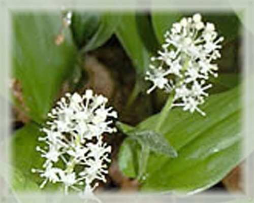 Canadian Mayflower Flower Essence - Nature's Remedies