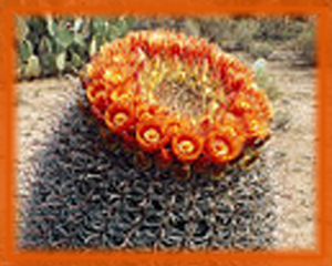 Candy Barrel Cactus Flower Essence - Nature's Remedies