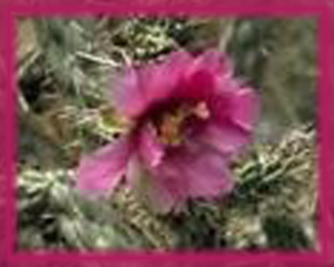 Cane Cholla Flower Essence - Nature's Remedies