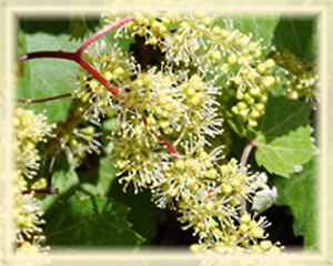 Canyon Grapevine Flower Essence - Nature's Remedies