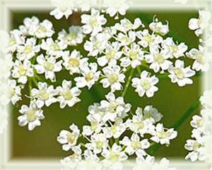 Caraway Flower Essence - Nature's Remedies